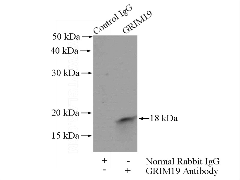 IP Result of anti-GRIM19 (IP:Catalog No:111208, 4ug; Detection:Catalog No:111208 1:500) with HEK-293 cells lysate 2000ug.