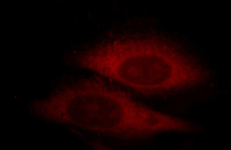 Immunofluorescent analysis of HepG2 cells, using DNAJC7 antibody Catalog No:109952 at 1:25 dilution and Rhodamine-labeled goat anti-rabbit IgG (red).