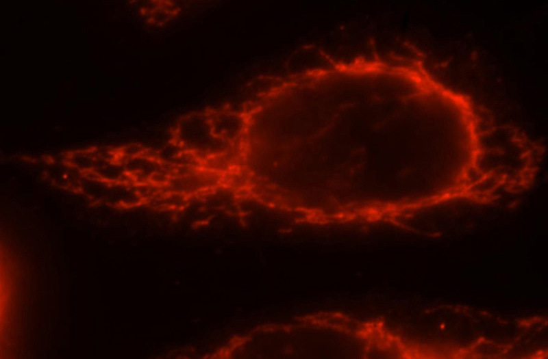 Immunofluorescent analysis of Hela cells, using ATP5F1 antibody Catalog No:108353 at 1:25 dilution and Rhodamine-labeled goat anti-rabbit IgG (red).