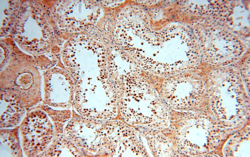 Immunohistochemical of paraffin-embedded human testis using Catalog No:108018(AMZ2 antibody) at dilution of 1:50 (under 10x lens)