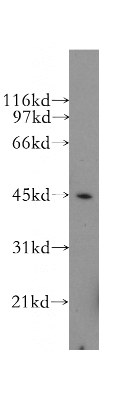 HEK-293 cells were subjected to SDS PAGE followed by western blot with Catalog No:109120(CD40 antibody) at dilution of 1:400