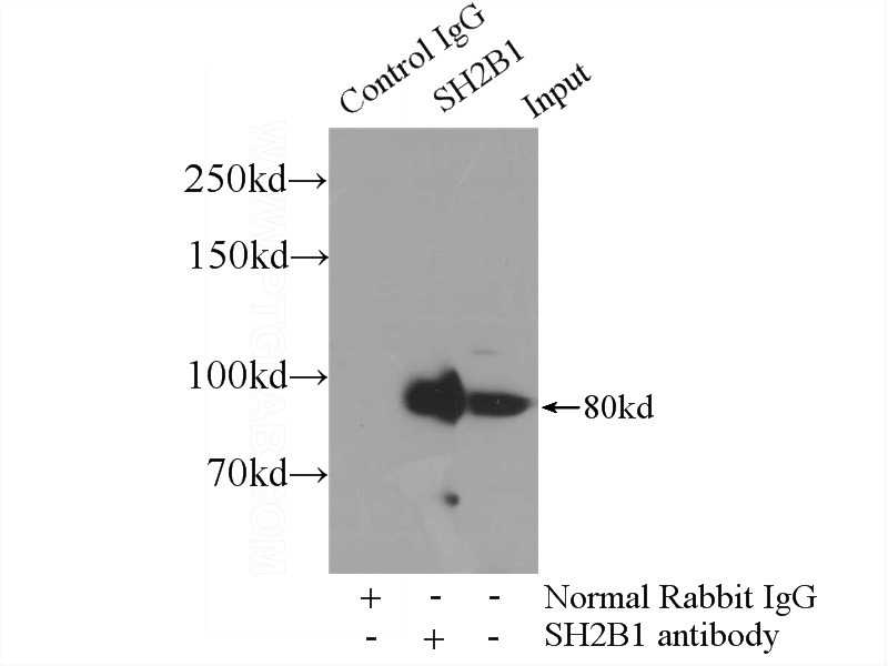 IP Result of anti-SH2B1 (IP:Catalog No:115177, 4ug; Detection:Catalog No:115177 1:600) with HEK-293 cells lysate 3000ug.