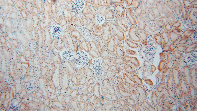 Immunohistochemical of paraffin-embedded human kidney using Catalog No:114688(RENALASE antibody) at dilution of 1:100 (under 10x lens)