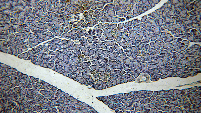 Immunohistochemical of paraffin-embedded human pancreas using Catalog No:115365(SLC30A8-Specific antibody) at dilution of 1:50 (under 10x lens)