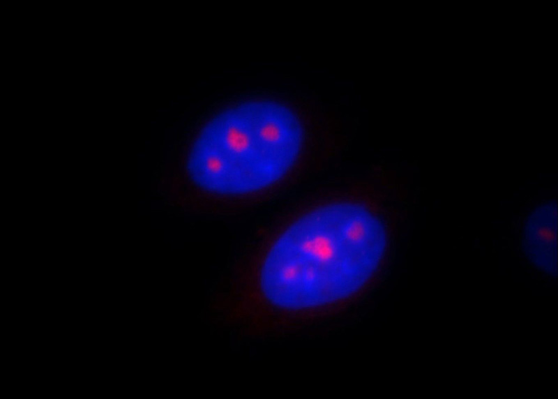 Immunofluorescent analysis of HepG2 cells, using PSMC4 antibody Catalog No:114391 at 1:25 dilution and Rhodamine-labeled goat anti-rabbit IgG (red). Blue pseudocolor = DAPI (fluorescent DNA dye).