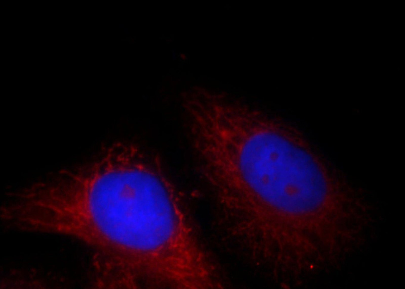 Immunofluorescent analysis of HepG2 cells, using FH antibody Catalog No:110646 at 1:25 dilution and Rhodamine-labeled goat anti-rabbit IgG (red).Blue pseudocolor = DAPI (fluorescent DNA dye).