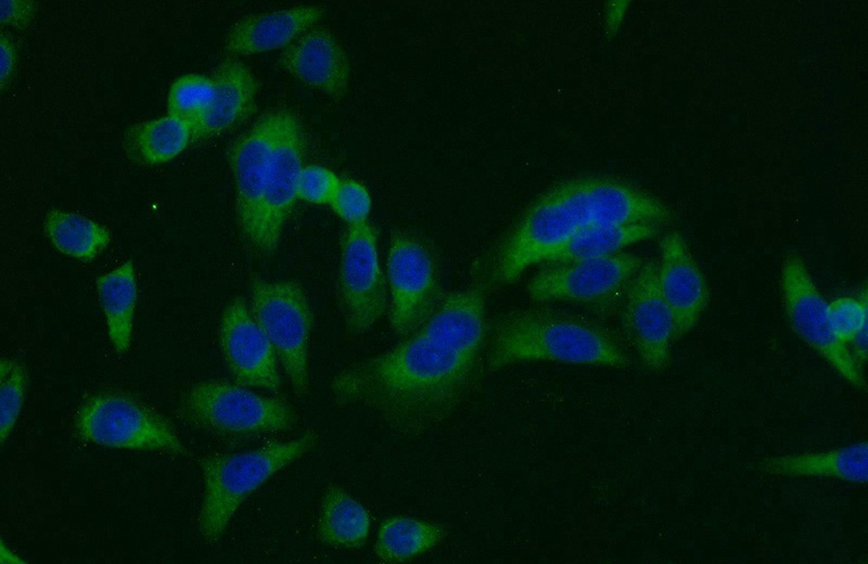 Immunofluorescent analysis of HeLa cells using Catalog No:109462(COPS2 Antibody) at dilution of 1:25 and Alexa Fluor 488-congugated AffiniPure Goat Anti-Rabbit IgG(H+L)