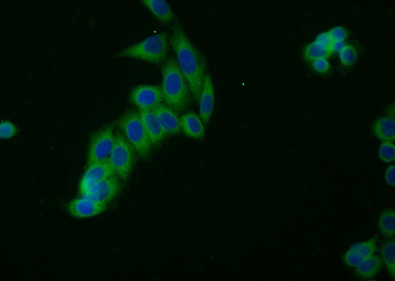 Immunofluorescent analysis of HeLa cells using Catalog No:111314(HGS Antibody) at dilution of 1:25 and Alexa Fluor 488-congugated AffiniPure Goat Anti-Rabbit IgG(H+L)