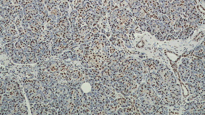 Immunohistochemical of paraffin-embedded human pancreas using Catalog No:114611(RBM39 antibody) at dilution of 1:50 (under 10x lens)
