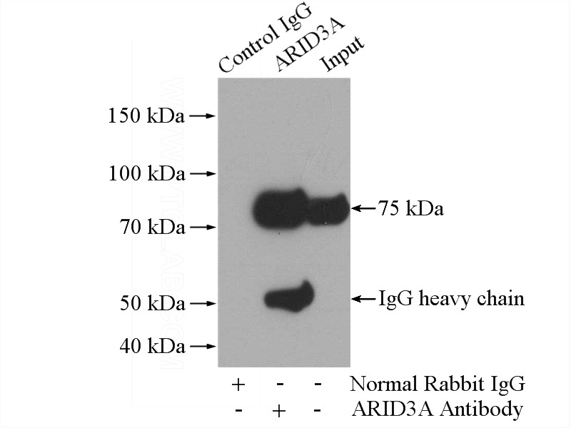 IP Result of anti-ARID3A (IP:Catalog No:108191, 4ug; Detection:Catalog No:108191 1:1000) with K-562 cells lysate 3200ug.