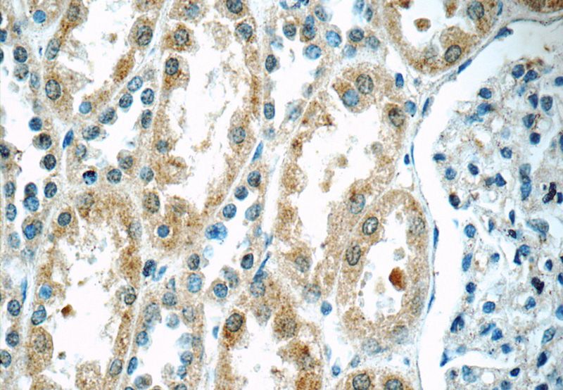 Immunohistochemistry of paraffin-embedded human kidney tissue slide using Catalog No:116504(TWSG1 Antibody) at dilution of 1:50 (under 40x lens)