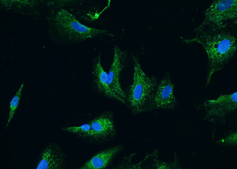 Immunofluorescent analysis of A549 cells using Catalog No:108052(ANGPT2 Antibody) at dilution of 1:25 and Alexa Fluor 488-congugated AffiniPure Goat Anti-Rabbit IgG(H+L)