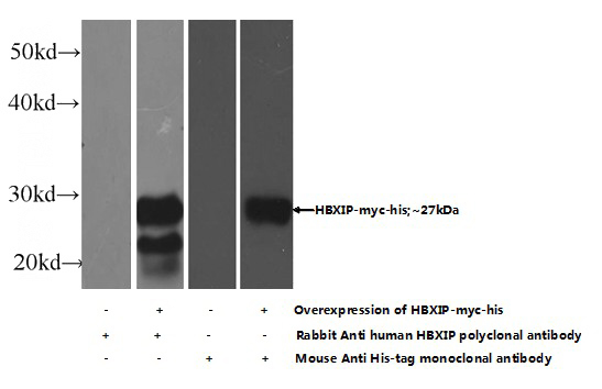 Transfected HEK-293 cells were subjected to SDS PAGE followed by western blot with Catalog No:111275(HBXIP Antibody) at dilution of 1:800