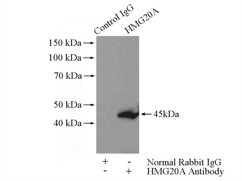 IP Result of anti-HMG20A (IP:Catalog No:111475, 4ug; Detection:Catalog No:111475 1:500) with Jurkat cells lysate 3200ug.