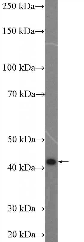 L02 cells were subjected to SDS PAGE followed by western blot with Catalog No:115565(SPHK1 Antibody) at dilution of 1:300