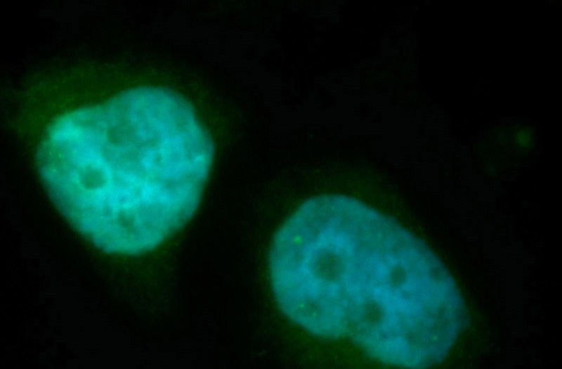 Immunofluorescent analysis of SH-SY5Y cells, using CDC27 antibody Catalog No:109100 at 1:50 dilution and FITC-labeled donkey anti-rabbit IgG(green). Blue pseudocolor = DAPI (fluorescent DNA dye).