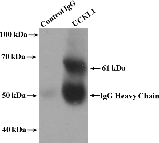 IP Result of anti-UCKL1 (IP:Catalog No:116677, 4ug; Detection:Catalog No:116677 1:500) with K-562 cells lysate 3200ug.