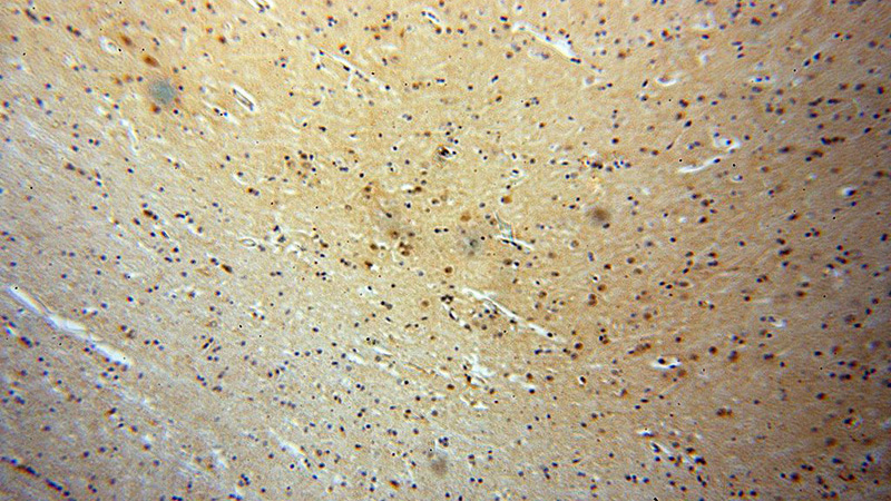 Immunohistochemical of paraffin-embedded human brain using Catalog No:116889(YPEL1 antibody) at dilution of 1:400 (under 10x lens)