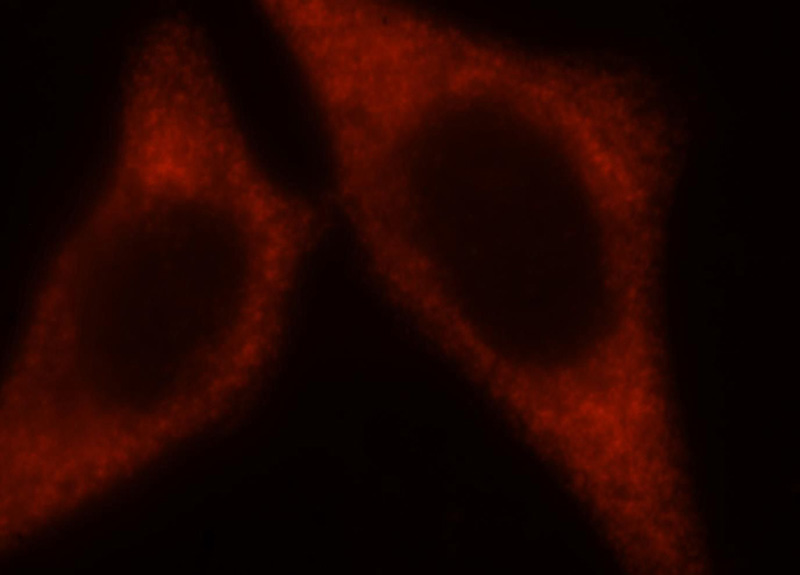 Immunofluorescent analysis of HepG2 cells, using EIF2S2 antibody Catalog No:110188 at 1:25 dilution and Rhodamine-labeled goat anti-rabbit IgG (red).