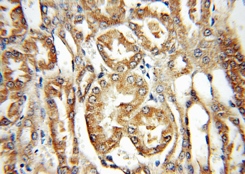 Immunohistochemical of paraffin-embedded human kidney using Catalog No:114141(PPOX antibody) at dilution of 1:50 (under 40x lens)