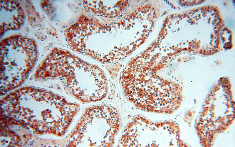 Immunohistochemical of paraffin-embedded human testis using Catalog No:108313(ATP6V1F antibody) at dilution of 1:50 (under 10x lens)