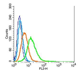 Fig1: Blank control: RSC96(blue).; Primary Antibody:Rabbit Anti- DRD5 antibody , Dilution: 1μg in 100 μL 1X PBS containing 0.5% BSA;; Isotype Control Antibody: Rabbit IgG(orange) ,used under the same conditions );; Secondary Antibody: Goat anti-rabbit IgG-PE(white blue), Dilution: 1:200 in 1 X PBS containing 0.5% BSA.; Protocol; The cells were fixed with 2% paraformaldehyde (10 min) . Antibody ( 1μg /1x10^6 cells) were incubated for 30 min on the ice, followed by 1 X PBS containing 0.5% BSA + 1 0% goat serum (15 min) to block non-specific protein-protein interactions. Then the Goat Anti-rabbit IgG/PE antibody was added into the blocking buffer mentioned above to react with the primary antibody of 175387# at 1/200 dilution for 30 min on ice. Acquisition of 20,000 events was performed.