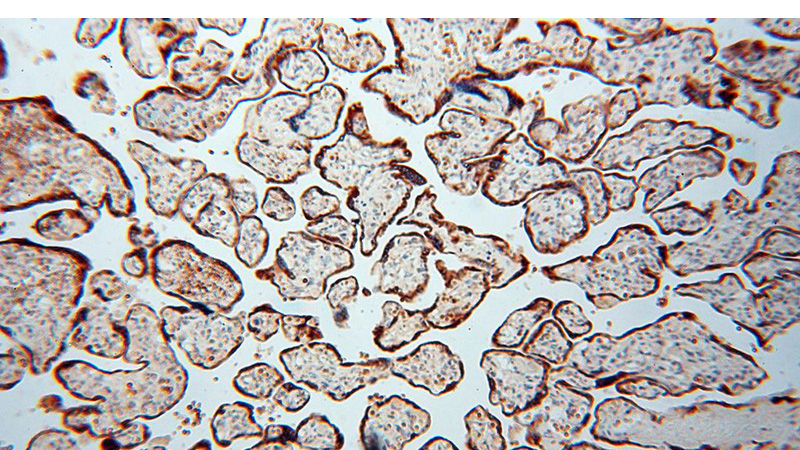 Immunohistochemical of paraffin-embedded human placenta using Catalog No:108911(CALU antibody) at dilution of 1:50 (under 10x lens)