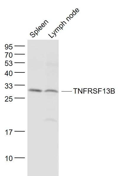 Fig1: Sample:; Spleen (Mouse) Lysate at 40 ug; Lymph node (Mouse) Lysate at 40 ug; Primary: Anti- TNFRSF13B at 1/1000 dilution; Secondary: IRDye800CW Goat Anti-Rabbit IgG at 1/20000 dilution; Predicted band size: 32 kD; Observed band size: 30 kD