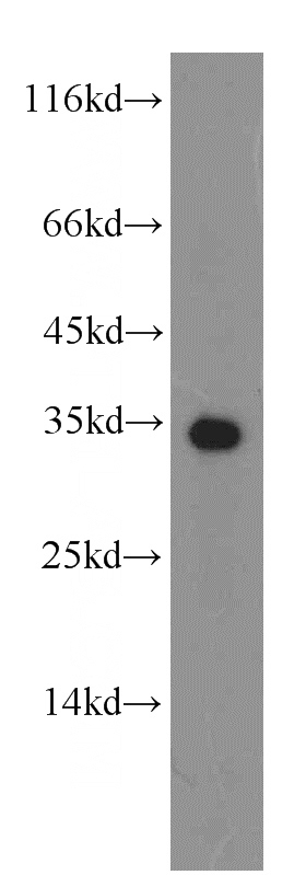 HepG2 cells were subjected to SDS PAGE followed by western blot with Catalog No:111332(HADH antibody) at dilution of 1:500