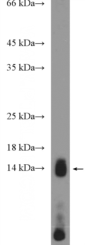 DU 145 cells were subjected to SDS PAGE followed by western blot with Catalog No:112921(C19orf10 Antibody) at dilution of 1:300