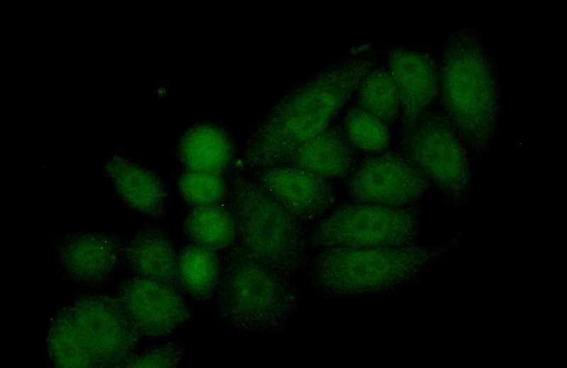 Immunofluorescent analysis of (10% Formaldehyde) fixed HeLa cells using Catalog No:111536(HOXC10 Antibody) at dilution of 1:50 and Alexa Fluor 488-congugated AffiniPure Goat Anti-Rabbit IgG(H+L)