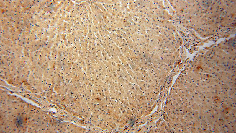 Immunohistochemical of paraffin-embedded human liver using Catalog No:114842(RPS29 antibody) at dilution of 1:100 (under 10x lens)