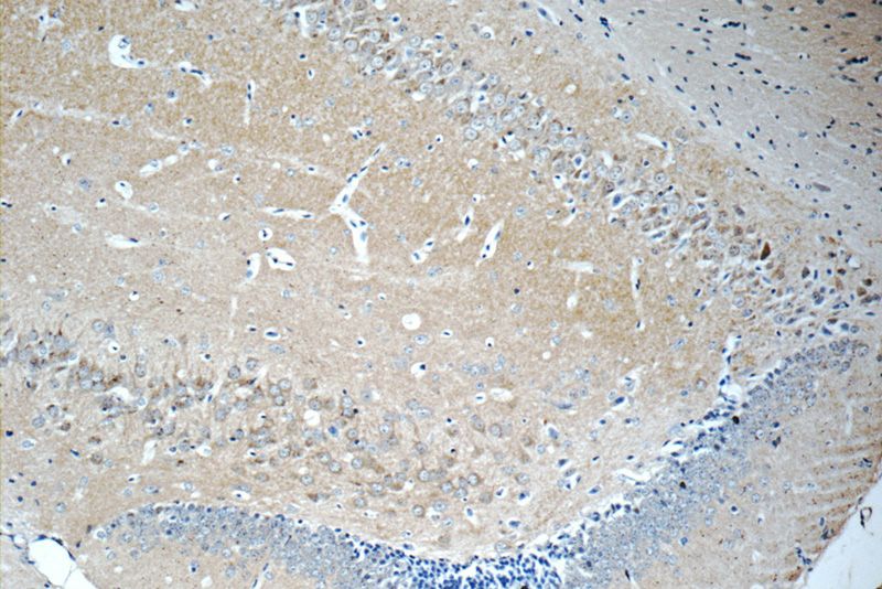 Immunohistochemistry of paraffin-embedded mouse brain tissue slide using Catalog No:111517(HOMER1 Antibody) at dilution of 1:50 (under 10x lens)