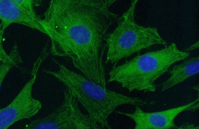 Immunofluorescent analysis of (-20oc Ethanol) fixed NIH/3T3 cells using Catalog No:108876(Caspase 3 Antibody) at dilution of 1:50 and Alexa Fluor 488-congugated AffiniPure Goat Anti-Rabbit IgG(H+L)