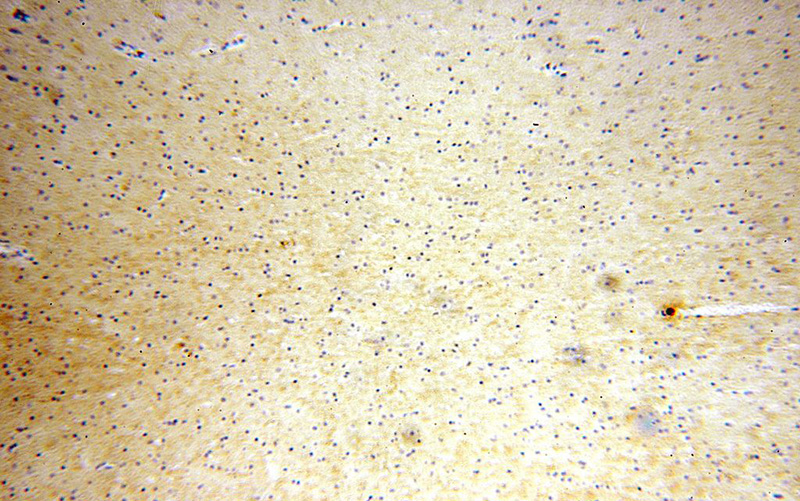 Immunohistochemical of paraffin-embedded human brain using Catalog No:113133(NTF3 antibody) at dilution of 1:100 (under 10x lens)