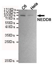 Western blot detection of NEDD8 in C6 and Hela cell lysates using NEDD8 mouse mAb (dilution 1:500).Predicted band size:9KDa.Observed band size:90KDa.