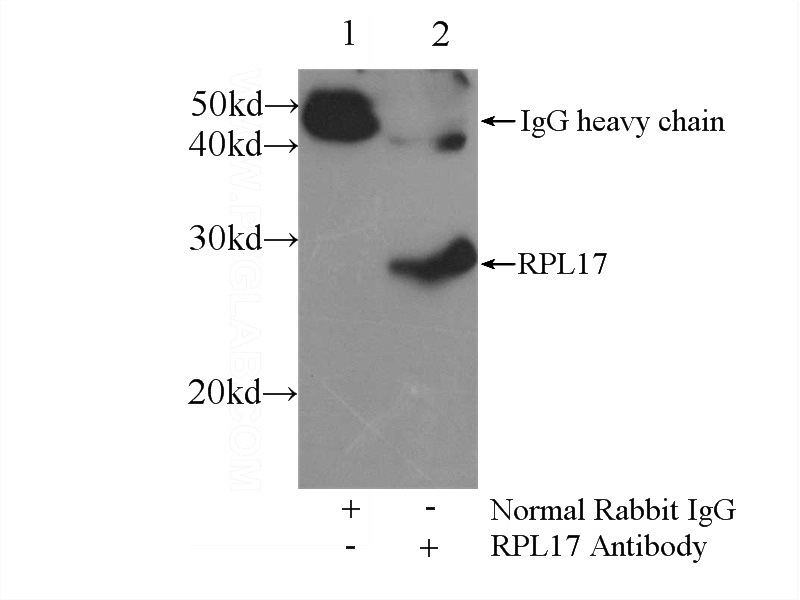 IP Result of anti-RPL17 (IP:Catalog No:114817, 3ug; Detection:Catalog No:114817 1:700) with mouse lung tissue lysate 6000ug.