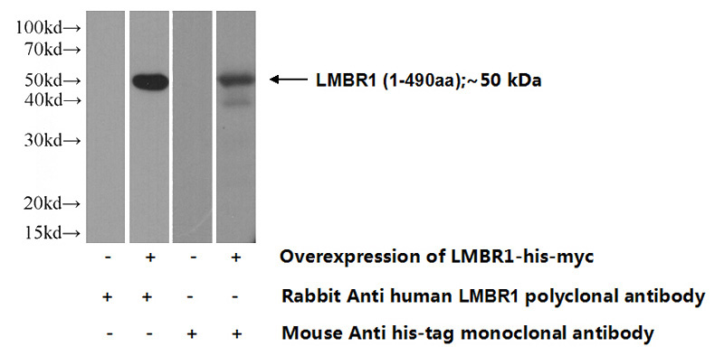 Transfected HEK-293 cells were subjected to SDS PAGE followed by western blot with Catalog No:112251(LMBR1 Antibody) at dilution of 1:500