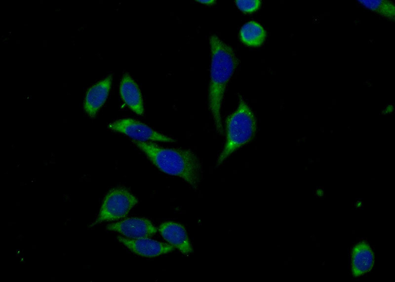 Immunofluorescent analysis of (-20oc Ethanol) fixed PC-3 cells using Catalog No:110780(FSCN3 Antibody) at dilution of 1:50 and Alexa Fluor 488-congugated AffiniPure Goat Anti-Rabbit IgG(H+L)
