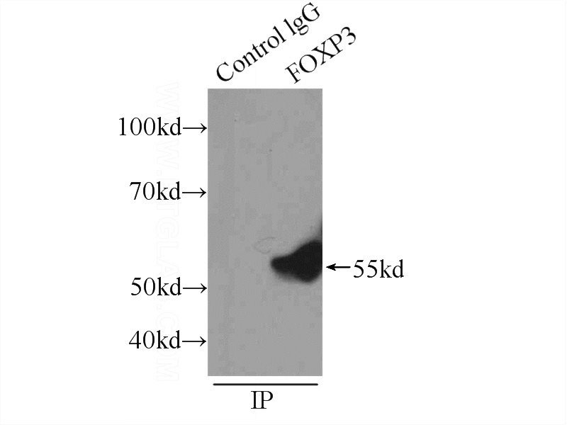IP Result of anti-FOXP3 (IP:Catalog No:110711, 3ug; Detection:Catalog No:110711 1:1000) with HeLa cells lysate 1840ug.