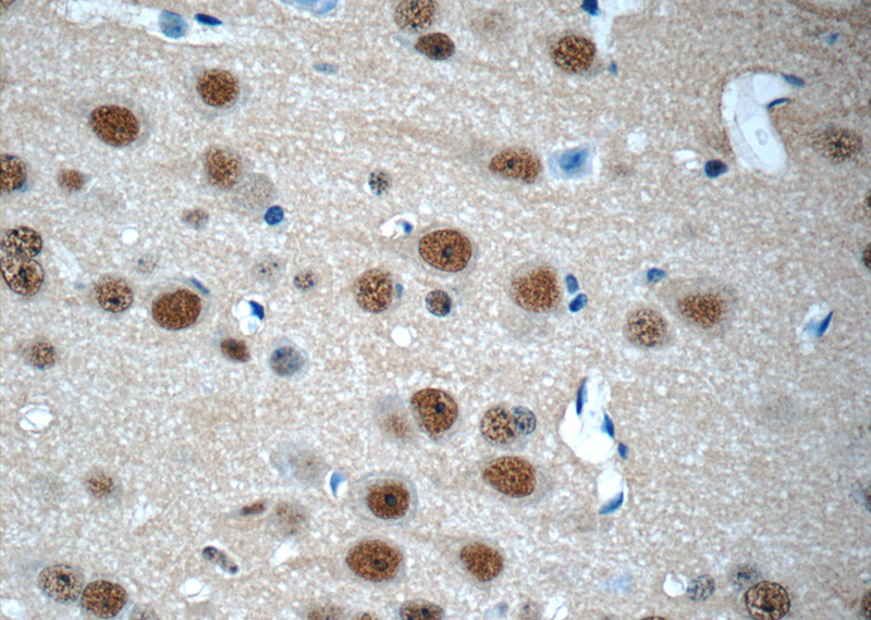 Immunohistochemistry of paraffin-embedded mouse brain tissue slide using Catalog No:109466(COPS8 Antibody) at dilution of 1:50 (under 40x lens)