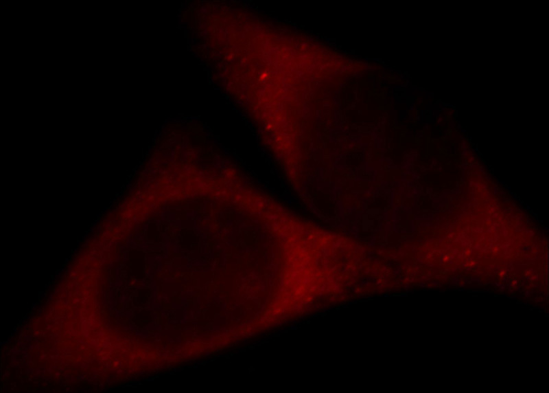 Immunofluorescent analysis of Hela cells, using PTPN11 antibody Catalog No:115280 at 1:25 dilution and Rhodamine-labeled goat anti-rabbit IgG (red).