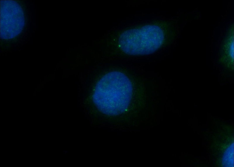 Immunofluorescent analysis of MDCK cells using Catalog No:109267(CEP164 Antibody) at dilution of 1:50 and Alexa Fluor 488-congugated AffiniPure Goat Anti-Rabbit IgG(H+L)