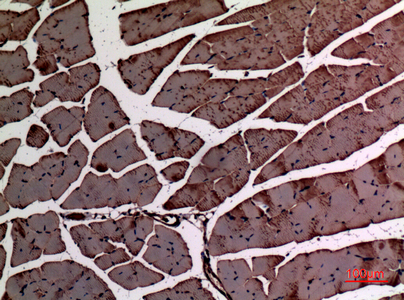 Immunohistochemical analysis of paraffin-embedded mouse-muscle, antibody was diluted at 1:100