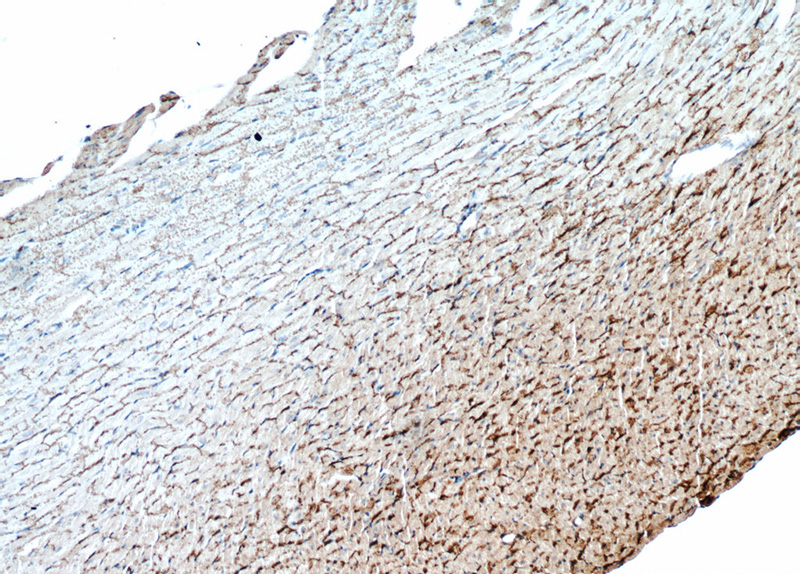 Immunohistochemical of paraffin-embedded mouse heart using Catalog No:109453(GJA1 antibody) at dilution of 1:50 (under 10x lens)