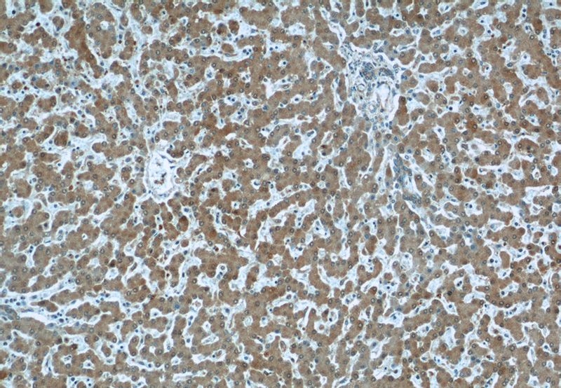 Immunohistochemical of paraffin-embedded human liver using Catalog No:114166(PRAP1 antibody) at dilution of 1:50 (under 10x lens)