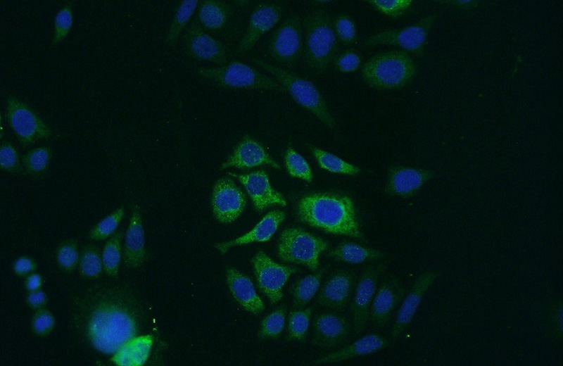 Immunofluorescent analysis of PC-3 cells using Catalog No:117058(AZGP1 Antibody) at dilution of 1:50 and Alexa Fluor 488-congugated AffiniPure Goat Anti-Rabbit IgG(H+L)