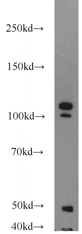HEK-293 cells were subjected to SDS PAGE followed by western blot with Catalog No:113040(NCL antibody) at dilution of 1:2000