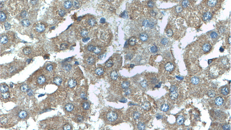 Immunohistochemistry of paraffin-embedded human liver tissue slide using Catalog No:110765(G6PC3 Antibody) at dilution of 1:200 (under 40x lens).