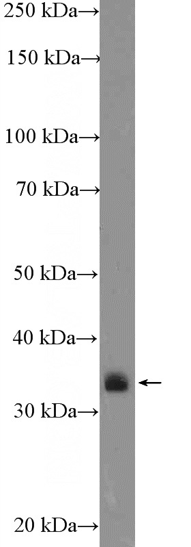 A549 cells were subjected to SDS PAGE followed by western blot with Catalog No:109565(CRK Antibody) at dilution of 1:1000